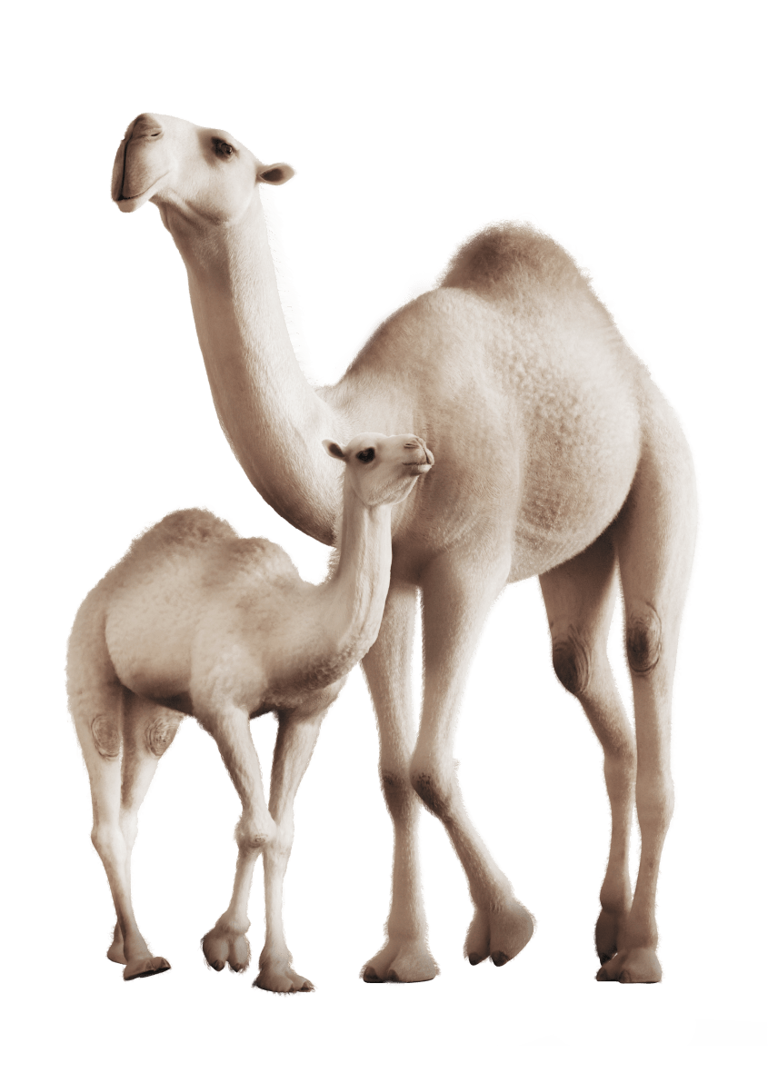 camel logo
